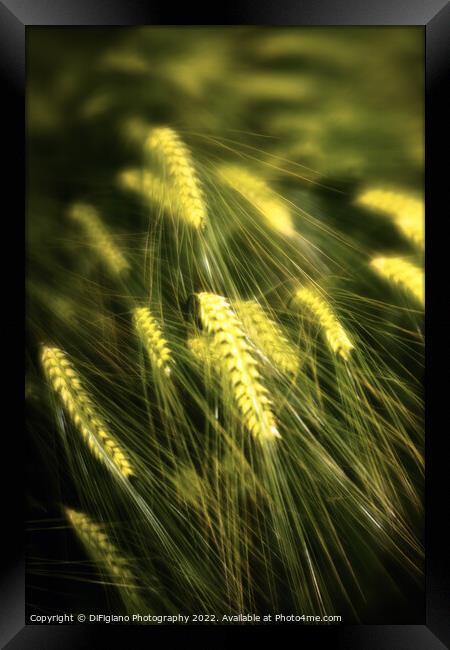 Dream of Wheat Framed Print by DiFigiano Photography