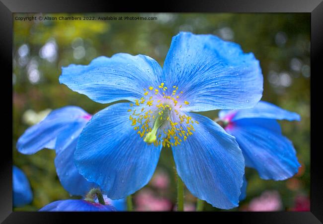 Himalayan Blue Poppy Framed Print by Alison Chambers