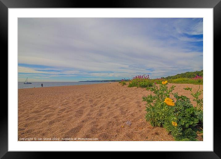 Sea Poppies of Slapton sands  Framed Mounted Print by Ian Stone