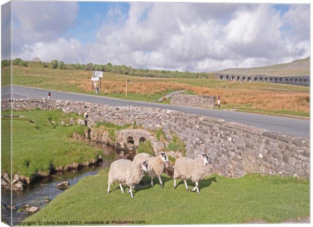 Sheep near Ribblesdale Viaduct  Canvas Print by chris hyde