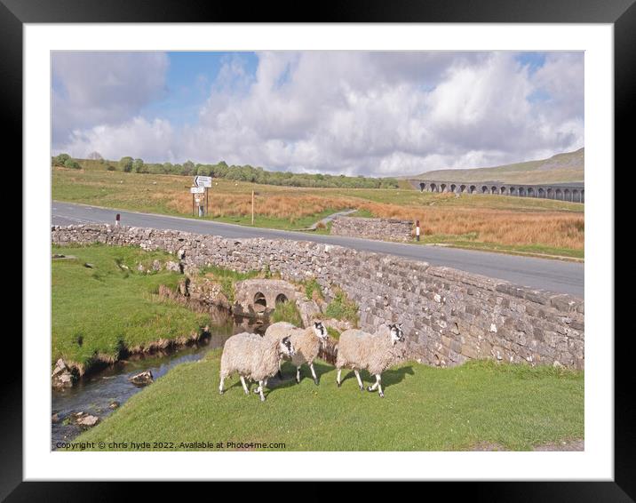 Sheep near Ribblesdale Viaduct  Framed Mounted Print by chris hyde