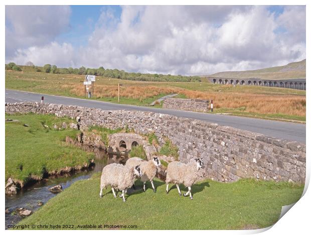 Sheep near Ribblesdale Viaduct  Print by chris hyde