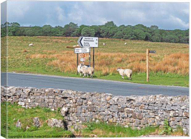 Sheep by Road Sign Canvas Print by chris hyde