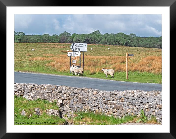 Sheep by Road Sign Framed Mounted Print by chris hyde