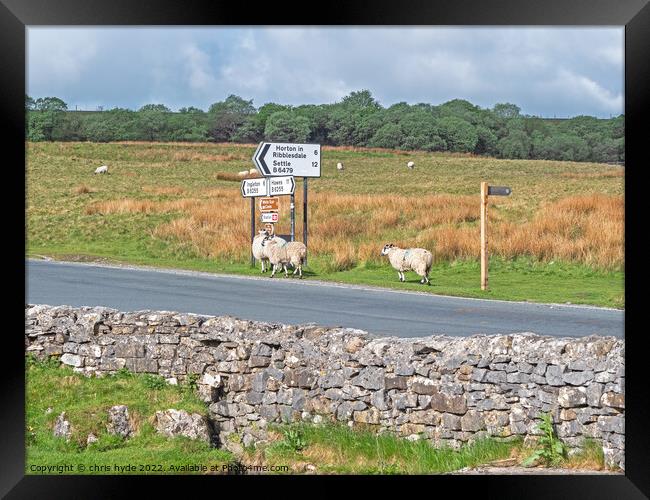Sheep by Road Sign Framed Print by chris hyde