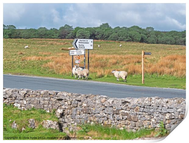 Sheep by Road Sign Print by chris hyde