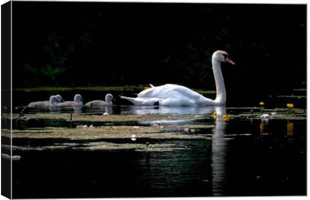Family of swans Canvas Print by Dorringtons Adventures