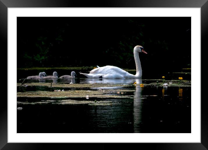 Family of swans Framed Mounted Print by Dorringtons Adventures
