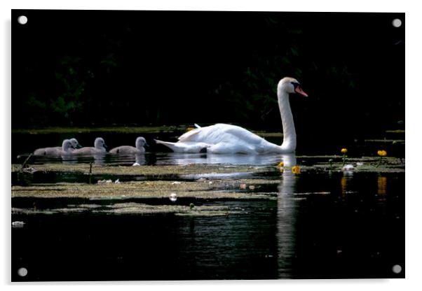Family of swans Acrylic by Dorringtons Adventures