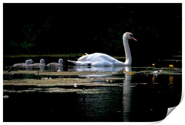 Family of swans Print by Dorringtons Adventures