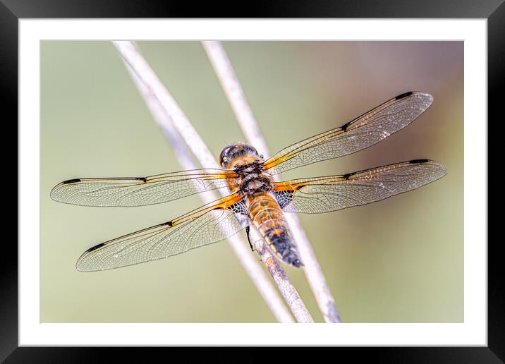 Four spotted dragonfly Framed Mounted Print by Dorringtons Adventures