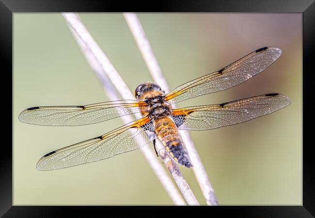 Four spotted dragonfly Framed Print by Dorringtons Adventures