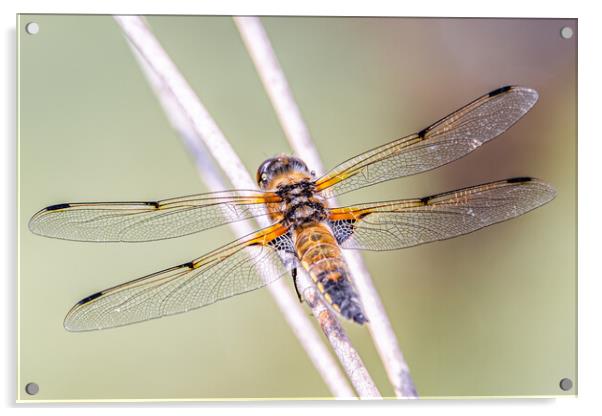 Four spotted dragonfly Acrylic by Dorringtons Adventures