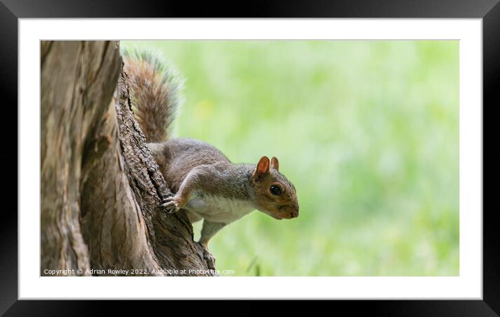 Grey Squirrel Framed Mounted Print by Adrian Rowley