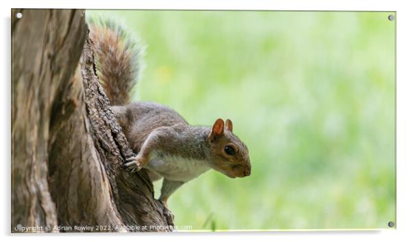Grey Squirrel Acrylic by Adrian Rowley