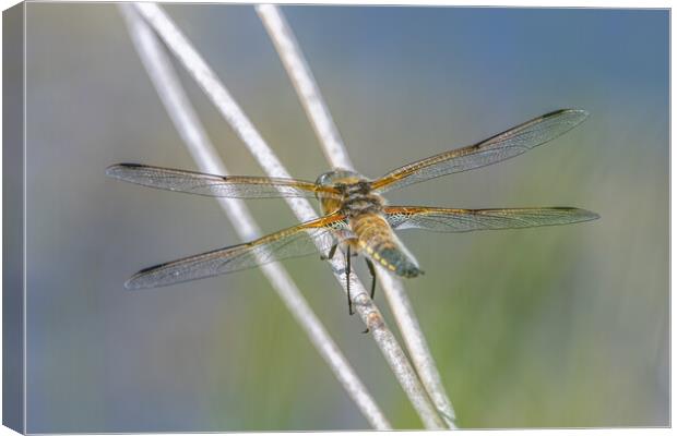 4 spotted dragonfly Canvas Print by Dorringtons Adventures