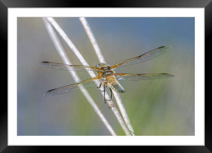 4 spotted dragonfly Framed Mounted Print by Dorringtons Adventures