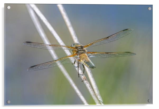 4 spotted dragonfly Acrylic by Dorringtons Adventures