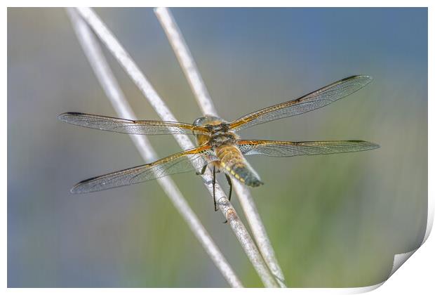 4 spotted dragonfly Print by Dorringtons Adventures