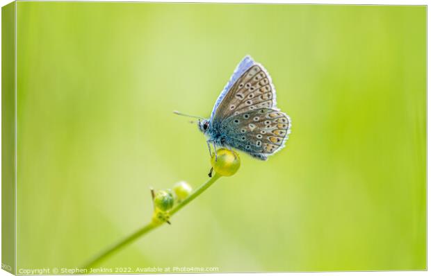 Common Blue Canvas Print by Stephen Jenkins