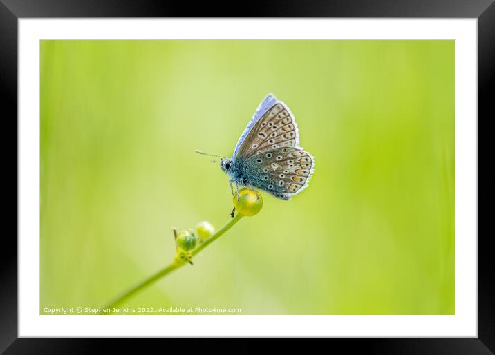 Common Blue Framed Mounted Print by Stephen Jenkins