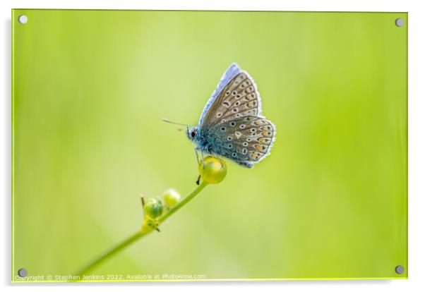 Common Blue Acrylic by Stephen Jenkins