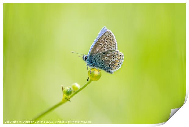 Common Blue Print by Stephen Jenkins