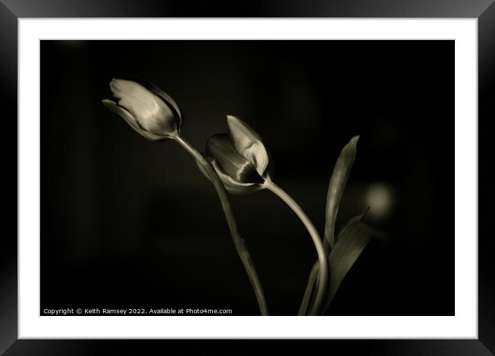 Tulips Framed Mounted Print by Keith Ramsey