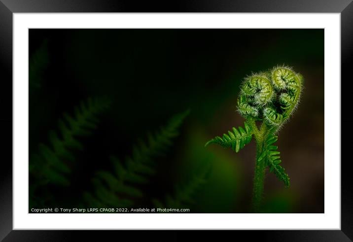 NEW GROWTH - LADY FERN  Framed Mounted Print by Tony Sharp LRPS CPAGB
