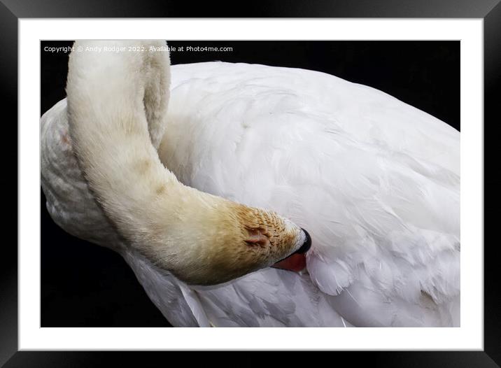 Preening swan (Cygnus olor) Framed Mounted Print by Andy Rodger