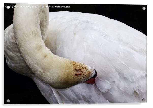 Preening swan (Cygnus olor) Acrylic by Andy Rodger