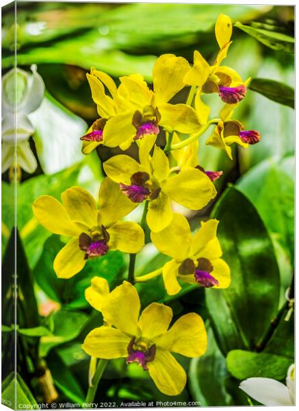 Yellow Purple Orchids Waikiki Honolulu Hawaii Canvas Print by William Perry