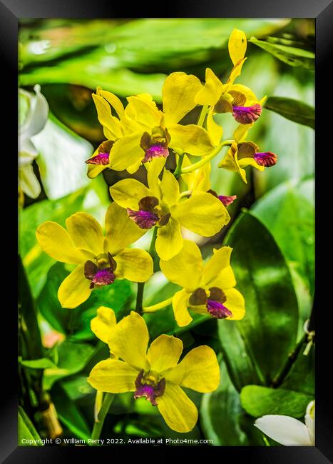 Yellow Purple Orchids Waikiki Honolulu Hawaii Framed Print by William Perry