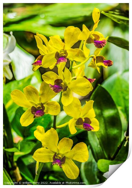 Yellow Purple Orchids Waikiki Honolulu Hawaii Print by William Perry