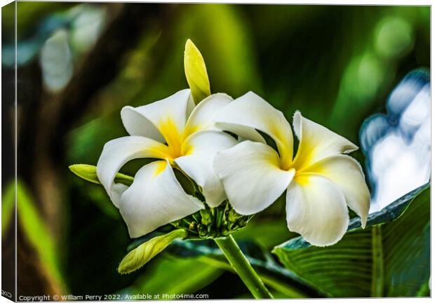 White Yellow Frangipini Waikiki Honolulu Hawaii Canvas Print by William Perry