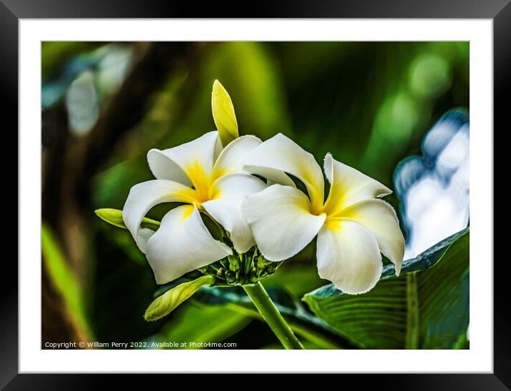 White Yellow Frangipini Waikiki Honolulu Hawaii Framed Mounted Print by William Perry