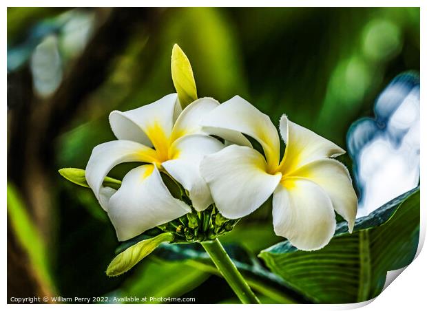 White Yellow Frangipini Waikiki Honolulu Hawaii Print by William Perry