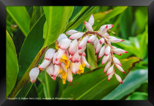 Colorful Shell Ginger Flowers Waikiki Honolulu Hawaii Framed Print by William Perry