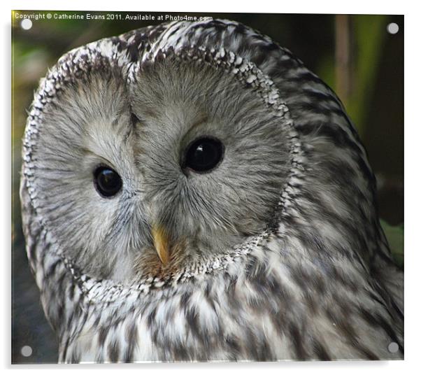 Ural owl Acrylic by Catherine Fowler