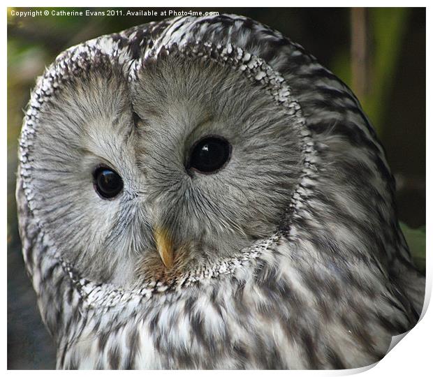 Ural owl Print by Catherine Fowler