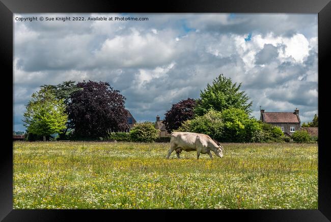 A cow grazing on a lush green field Framed Print by Sue Knight