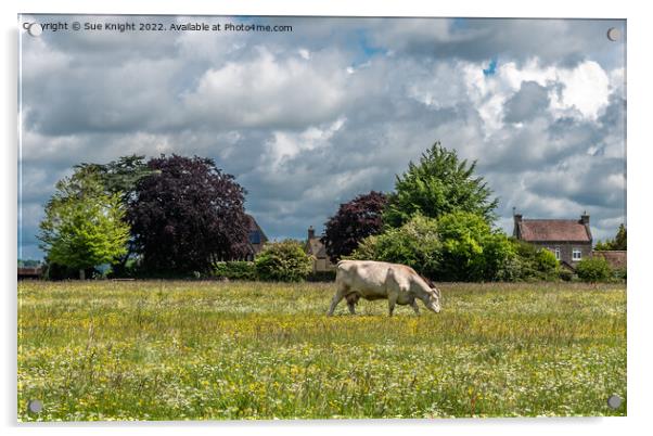 A cow grazing on a lush green field Acrylic by Sue Knight