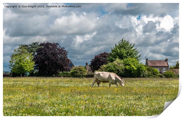A cow grazing on a lush green field Print by Sue Knight