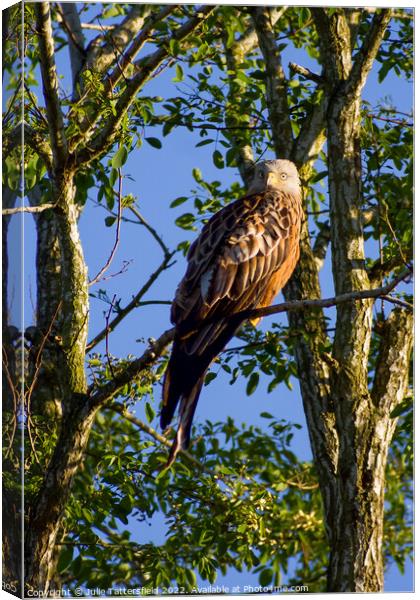 Red Kite enjoying the warm spring sunshine Canvas Print by Julie Tattersfield