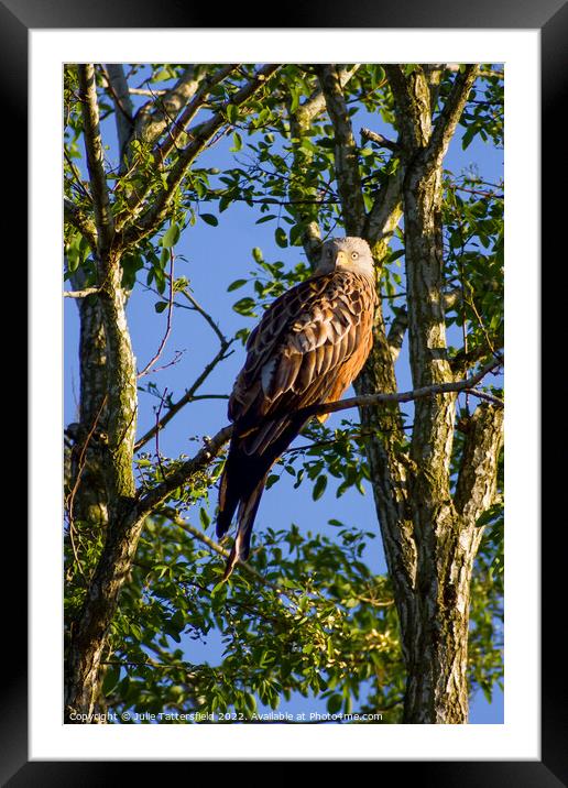 Red Kite enjoying the warm spring sunshine Framed Mounted Print by Julie Tattersfield