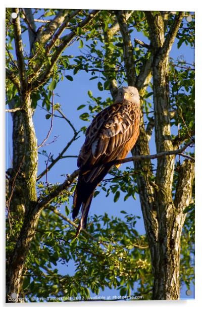 Red Kite enjoying the warm spring sunshine Acrylic by Julie Tattersfield