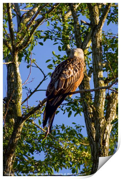 Red Kite enjoying the warm spring sunshine Print by Julie Tattersfield