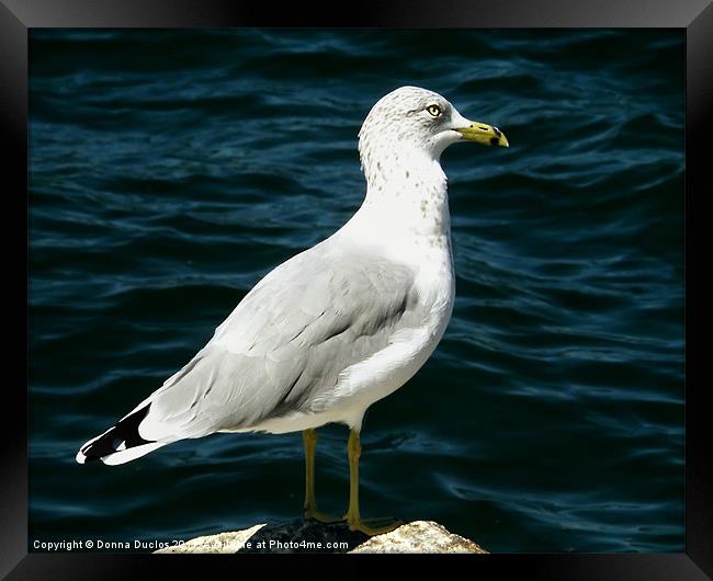 Stautesque Seagull Framed Print by Donna Duclos