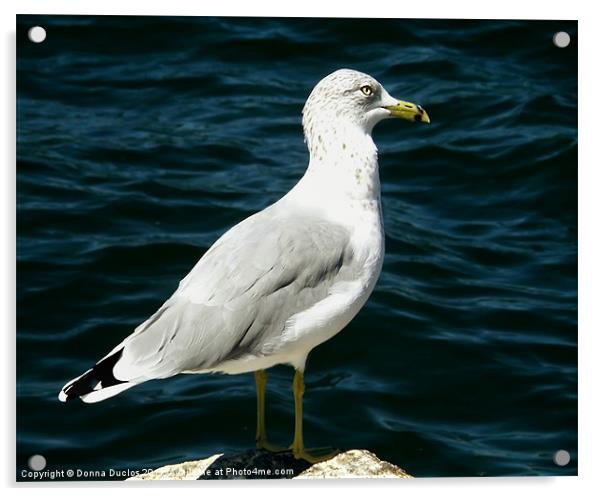Stautesque Seagull Acrylic by Donna Duclos