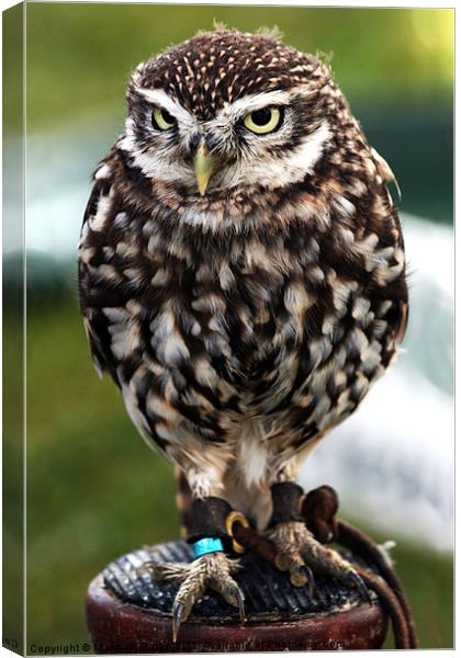 Little Owl (Athene Noctua) Canvas Print by Matthew Bates